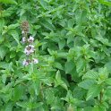 Mentha sp. 'Eau de Cologne'